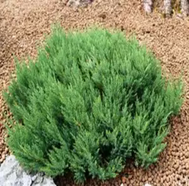     Juniperus horizontalis   Blue Forest